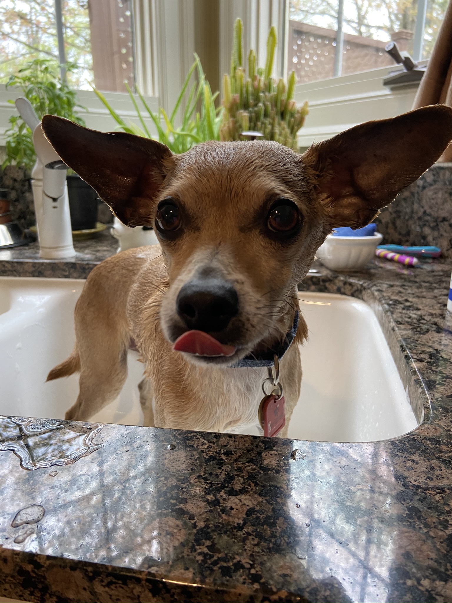 Yoda Wonders If The Hike At Hollow Brook Was Worth The Humiliation Of